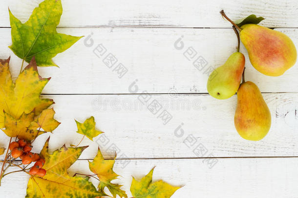 秋天的颜色：黄色的叶子，橙色的浆果，芬芳的梨，排列在一个框架中