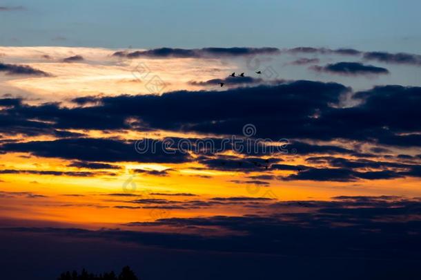 夕阳飞鸟