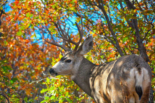 在一个五彩缤纷的秋天季节，一只带架子的雄鹿