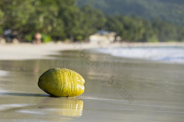 椰子和海滩上的人，<strong>马赫</strong>，塞舌尔