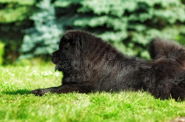 美丽的毛茸茸的黑狗在夏天<strong>喵喵</strong>叫