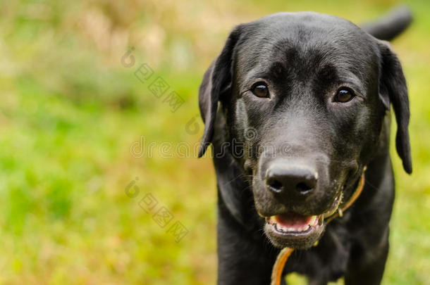 狗，拉布拉多，黑色，宠物，忠诚，友谊，肖像，动物