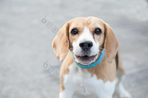 剥皮小猎犬繁殖棕色的衣领