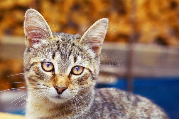 夏天乡村背景的猫照片