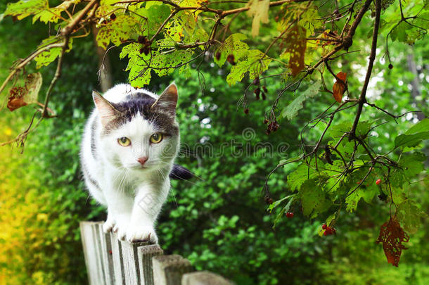 夏天乡村背景的猫照片