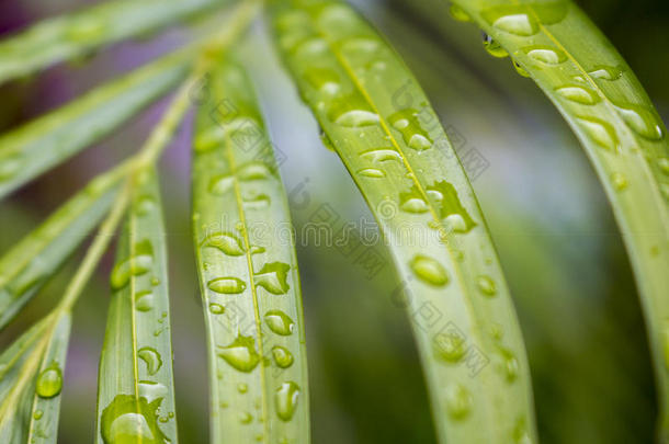 异国情调的植物叶宏照片与雨水滴