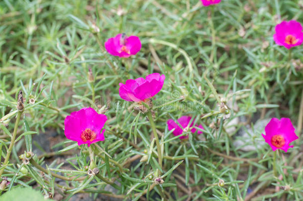 亚洲美女<strong>花开</strong>开花植物学