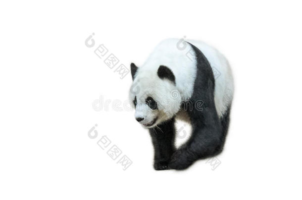 大熊猫走路