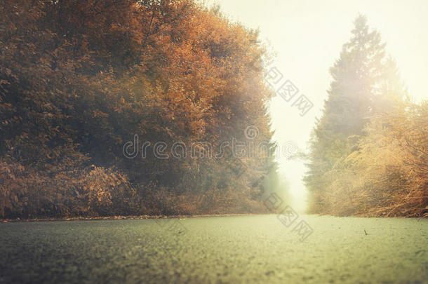 秋天的风景，在雾蒙蒙的早晨有树木