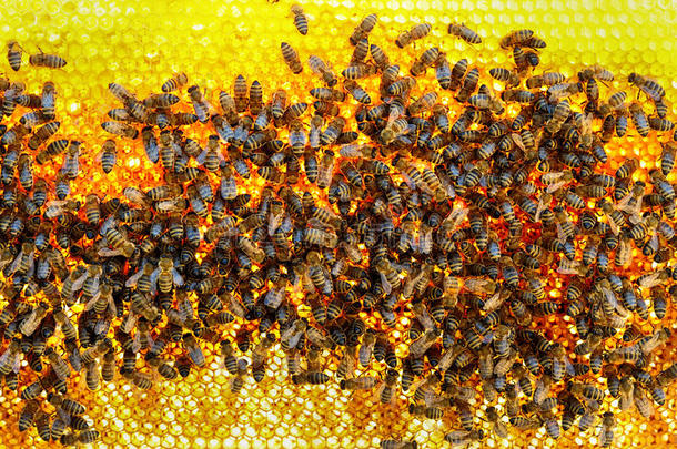 蜜蜂将花蜜转化为蜂蜜，并将其覆盖在蜂窝中