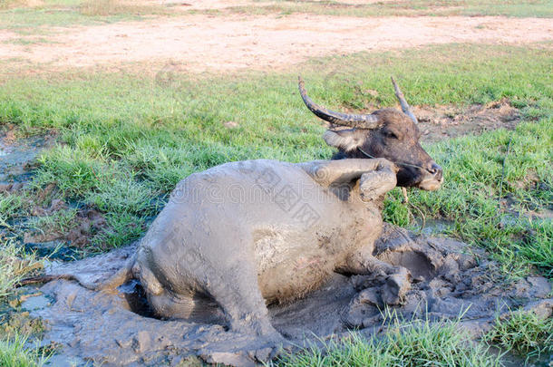 水牛在泰国玩泥巴