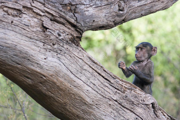 滑稽的小猴子在一棵树上摆着拳击手的姿势