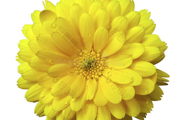 花，金盏<strong>花开</strong>花<strong>黄色</strong>，有露水，白色孤立的背景与裁剪路径