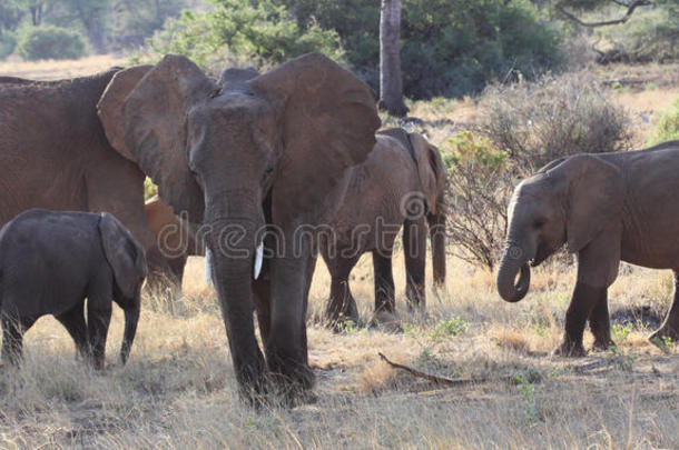 桑布鲁国家保护区的非洲大象家族