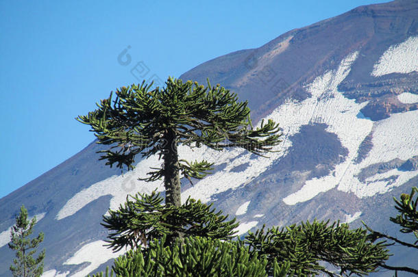 阿拉卡里亚树和雪山