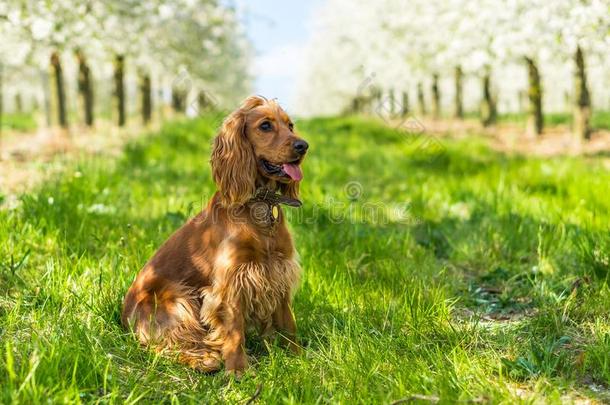 水果花园里的英国公鸡猎犬