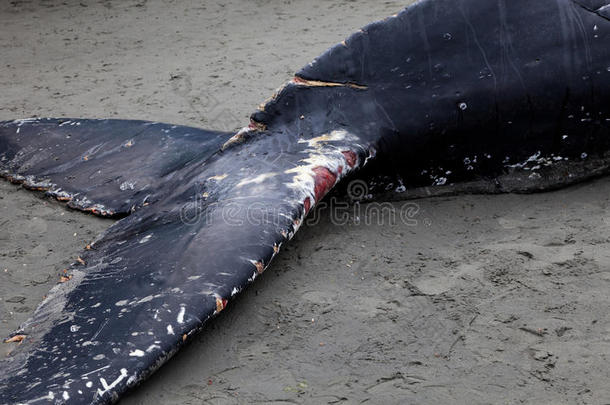 座头鲸冲上岸死亡
