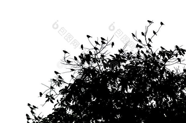 一只小鸟几只。 抓住树枝。 黑色的图像