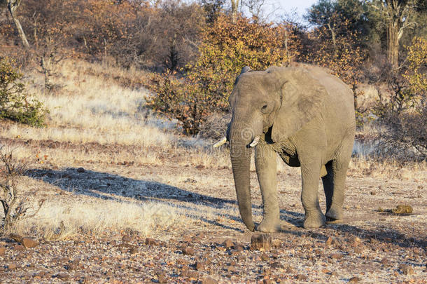非洲<strong>干旱</strong>期间，非洲大象在干燥的尘土飞扬的景观中