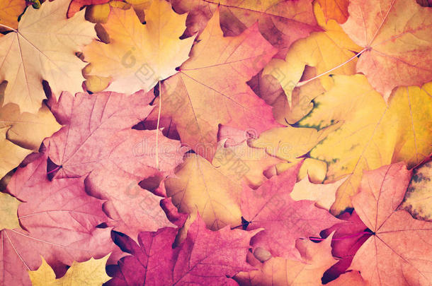 秋季背景复古风格秋季概念