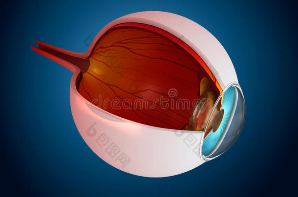 眼部解剖-内部结构