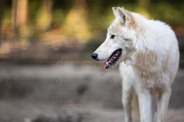 北极狼，又名北极狼或白狼