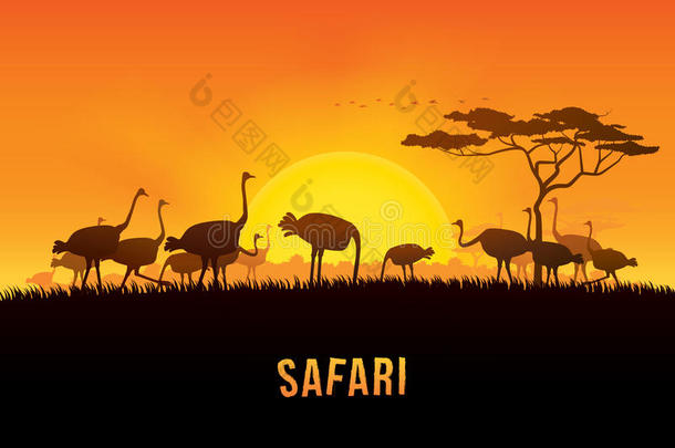 活动冒险非洲动物背景