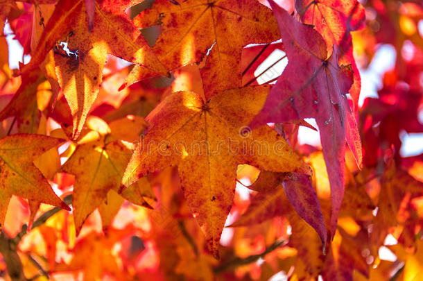 秋天的树叶背景。 树上的红色枫叶