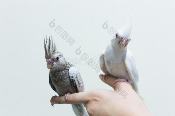幼鸟灰白色，雌鸟手指上有鸡冠。