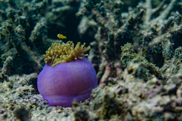 美丽的紫色活珊瑚在海洋中马尔代夫