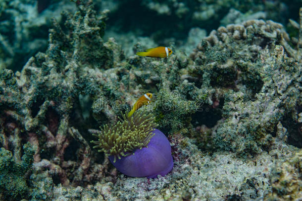 美丽的紫色活珊瑚，在马尔代夫的海洋里有鱼