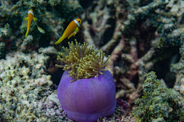 美丽的紫色活珊瑚，在马尔代夫的海洋中有黄色的小鱼