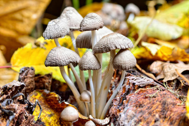 家庭不可食用蘑菇生长在森林中。