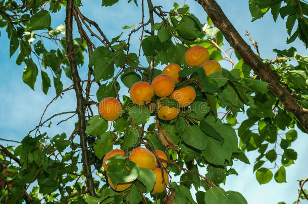 成熟果实的杏枝