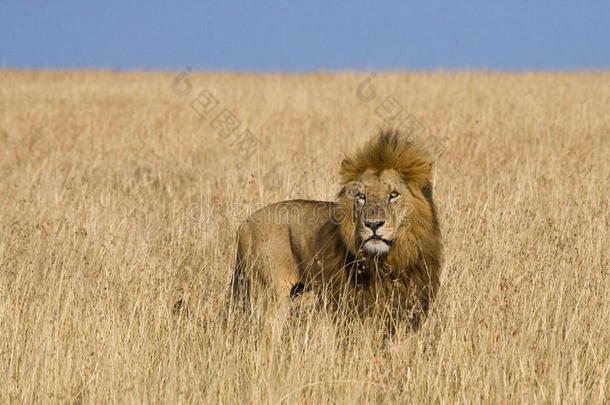大雄狮站在草原上。 国家公园。 肯尼亚。 坦桑尼亚。 马赛马拉。 塞伦盖蒂。