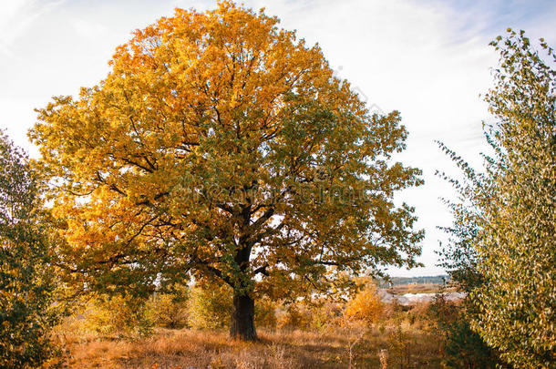 秋天的风景与橙色橡树在田野。 自然-阳光明媚。 风景如画的景色。 在阳光下