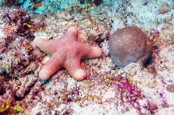 海底的大海星，马尔代夫