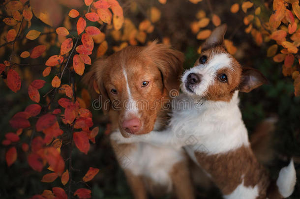 秋天的心情。杰克罗素猎犬和新斯科舍鸭子鸣叫猎犬树叶