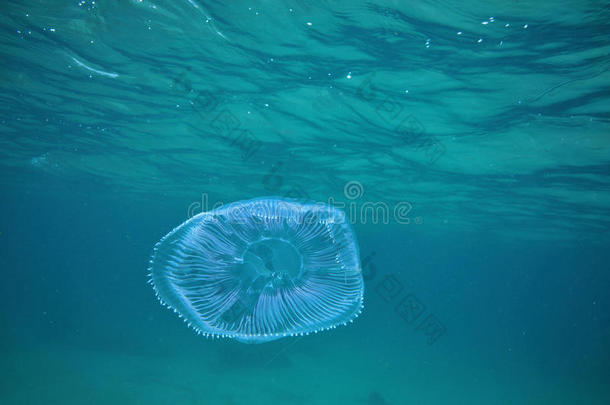 埃库里亚钟<strong>生物发光</strong>晶体浮动