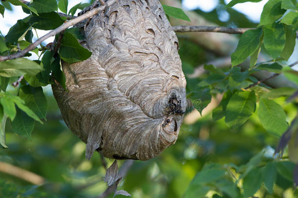 黎明时分，秃头的黄蜂在他们的巢穴里