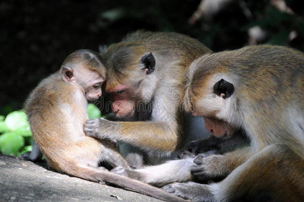 来自锡兰岛的家庭琐事猴子。