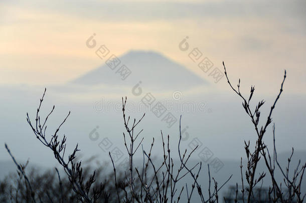 富士山上的特写树木在冬季的自然景观中