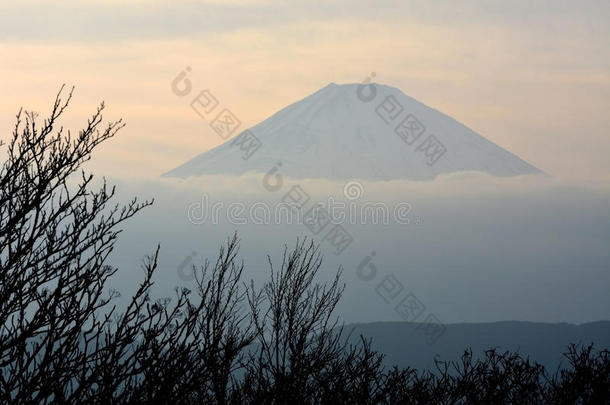 <strong>富士山</strong>上的特写树木在冬季的<strong>自然</strong>景观中