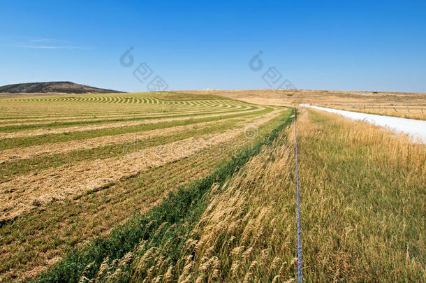 蒙大拿州普赖尔山土路旁的割草苜蓿地