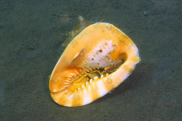 海螺海螺学珊瑚潜水无脊椎动物