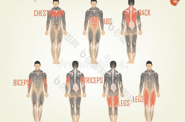 在健身房锻炼的解剖学的美丽设计包括胸部