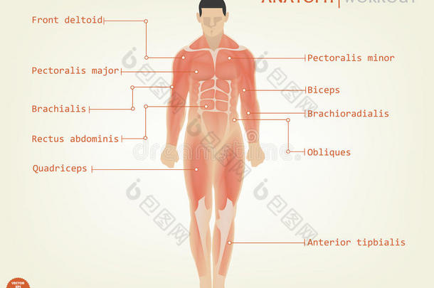 人体解剖正面的美丽设计与描述