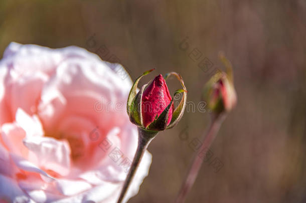 关闭红色玫瑰花蕾和茂盛的粉红色玫瑰花