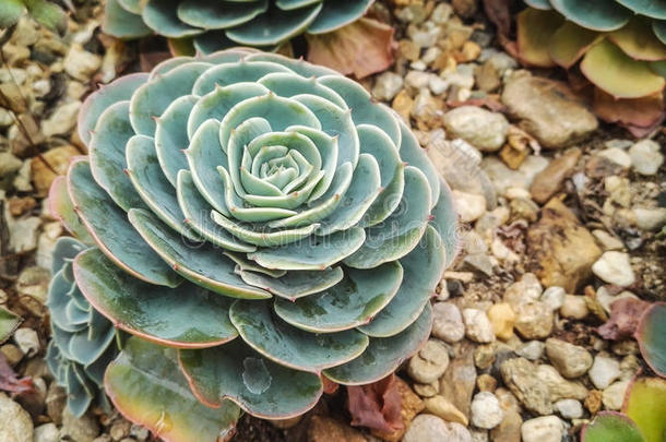 有石头的大仙人掌的细节