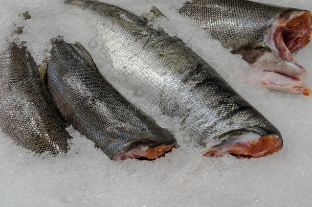 新鲜鲑鱼准备在碎冰上过滤。